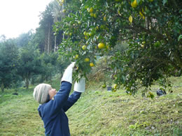 yuzu1.jpg