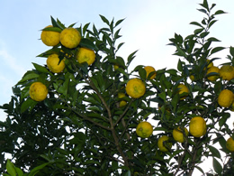 yuzu2.jpg