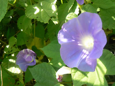 070821ata2.jpg